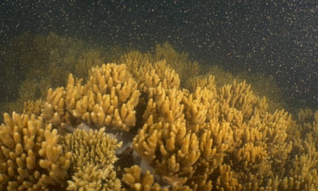 �A beautiful milestone�: coral grown in Great Barrier Reef nursery spawns for first time