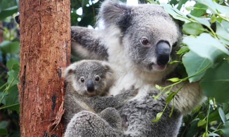 ‘A drop in the ocean’: government’s $50m koala pledge won’t tackle root cause of decline