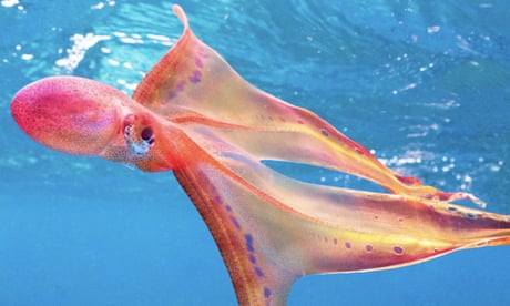 ‘Dancing through the water’: rare sighting of blanket octopus in Great Barrier Reef