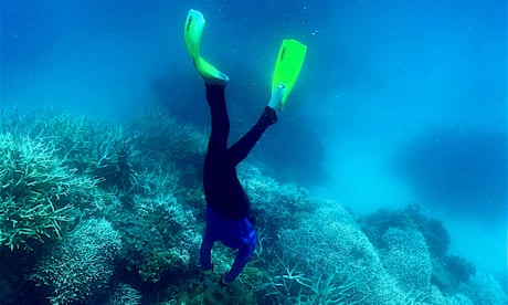 ‘Devastating’: 91% of reefs surveyed on Great Barrier Reef affected by coral bleaching in 2022