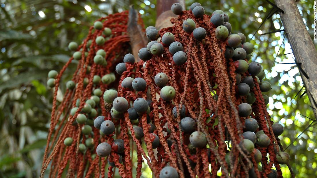 'Fruits, seeds and water' were pivotal in keeping four children alive in the Amazon rainforest