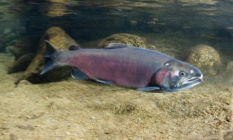 ‘Haven’t been seen for 25 years’: rains bring salmon back to California streams