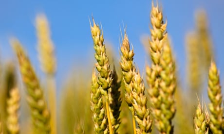 ‘Holy grail’ wheat gene discovery could feed our overheated world