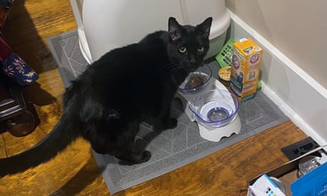 ?I heard a meow?: Kentucky man finds his cat unscathed in rubble nine days after tornado