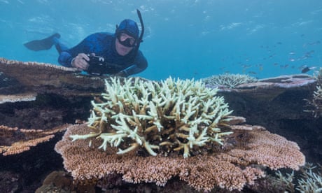Its not supposed to be white: one of the Great Barrier Reefs healthiest reefs succumbs to bleaching
