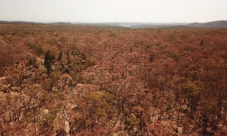 ?Just sitting there dead?: study finds mass tree losses in NSW after severe drought