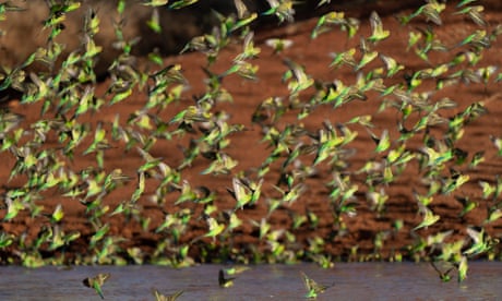 ?Mesmerising?: a massive murmuration of budgies is turning central Australia green and gold