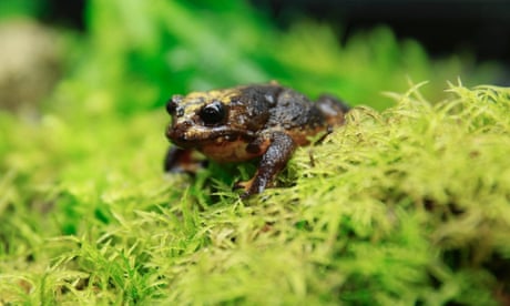 ‘No excuses’: limited conservation efforts could save at least 47 Australian animals from extinction