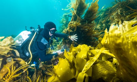 ‘Really worth a crack’: bringing Tasmania’s giant kelp forests back from the brink