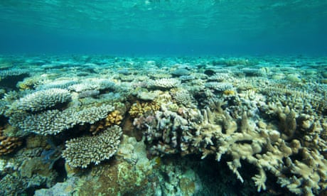 ?Reckless? plan to search for oil and gas will put one of world?s healthiest reefs at risk, conservationists say