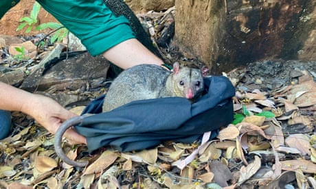 ‘Secretive, adorable weirdos’: rare possum caught in the Northern Territory for first time