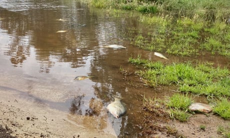 �Smells like sewage�: blackwater from Victorian floods causes mass fish deaths
