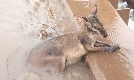 ‘They’ve been texting us for food’: remote communities left ‘abandoned’ in Kimberley flood response