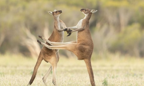 ‘They will get you in a headlock’: Australians warned off pet kangaroos after second death in 100 years