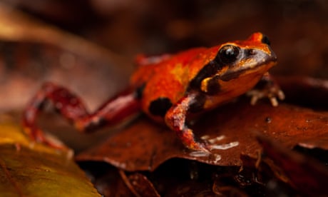 �Unique� frogs in NSW rainforests feared locally extinct after black summer bushfires