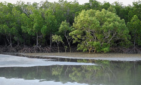 ‘Wobbly’ moon probable cause of mass tree deaths in Australia, scientists say