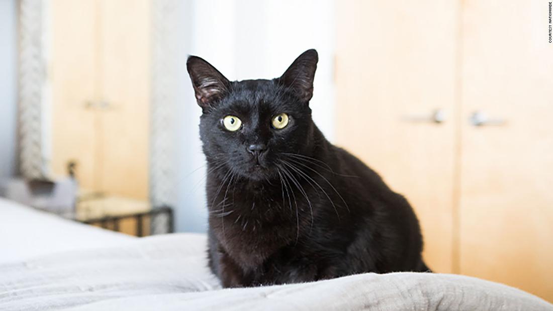 A cat wins Hambone Award after being folded in a sofa bed