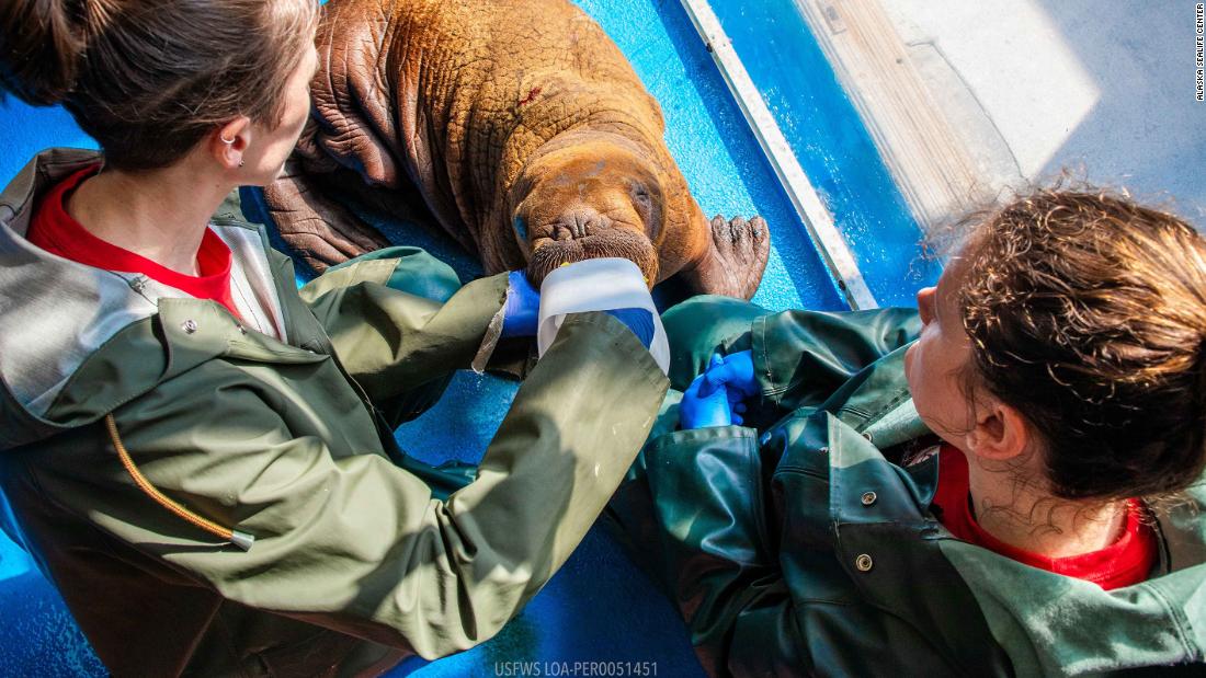 A rare walrus calf was rescued in Alaska after found wandering alone and is currently under 24/7 cuddle care