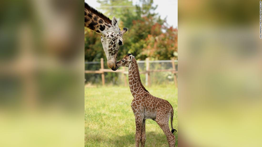 A Texas zoo is mourning the death of its 31-year-old giraffe, Twiga