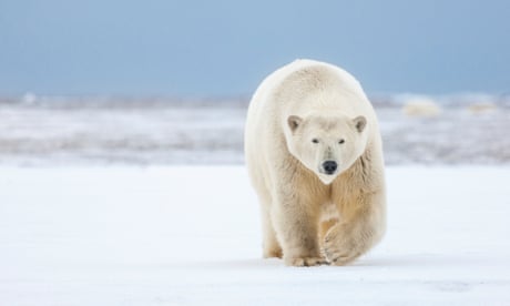 Alaskan mother and son killed in first fatal polar bear attack in 30 years