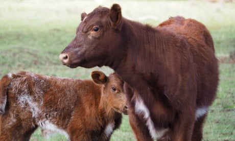 Albanese government unveils national biosecurity plan amid ‘multiple risks on multiple fronts’