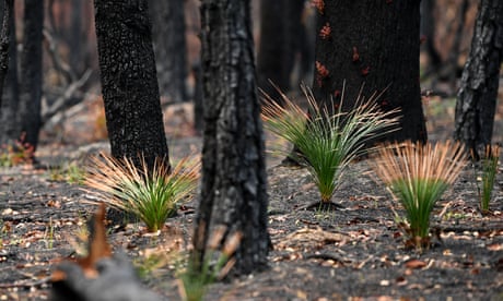 Albanese outlines plan for nature restoration market prompting calls for more urgent action