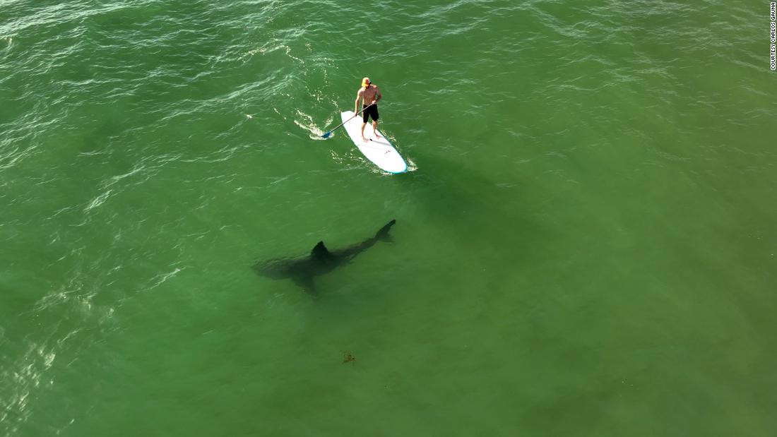 Americans are spotting more sharks in the water. Here's why that's a good thing