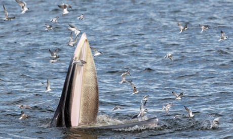 Ancient texts shed new light on mysterious whale behaviour that ‘captured imagination’