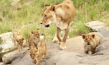 Animals bred in captivity develop physical changes that may hinder survival in the wild, research finds