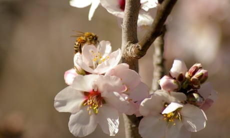 Australian almond harvest in jeopardy as ‘Covid for bees’ strikes apiaries