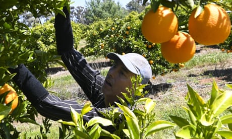 Australian farm revolution: hopes and fears as a new workforce replaces backpackers