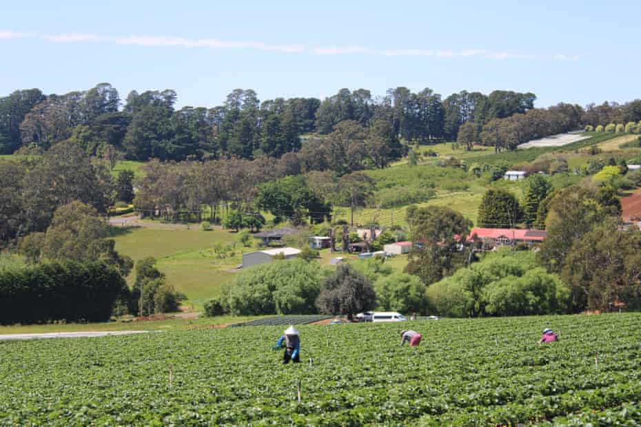 Australian farmers await overseas workforce as locals are too ?spoilt for choice? - The Guardian Australia