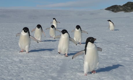 Australian scientists observe �rapid� decline in Ad�lie penguin numbers off Antarctic coast