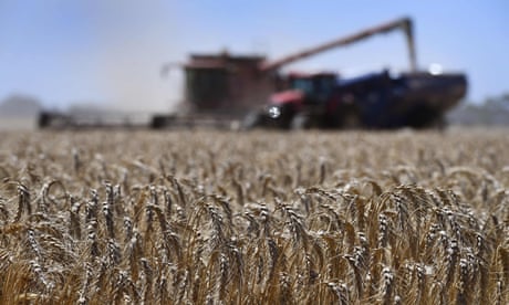 Australian wheat yields plummet after decades of global heating, study finds