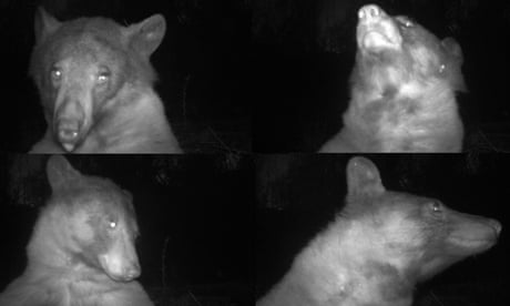 Bear goes selfie-crazy by snapping 400 pictures on Colorado wildlife camera