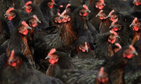 Bird flu detected at Victorian egg farm as authorities test for pathogenic H5N1 strain