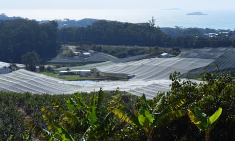 Blueberry blues: how the cash crop is causing a contamination crisis in Coffs Harbour