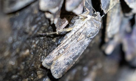 Bogong’s back: La Niña rains help moth numbers recover from near extinction