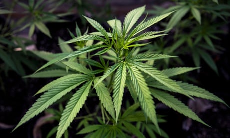 Boom in unapproved medicinal cannabis products worries Australian experts