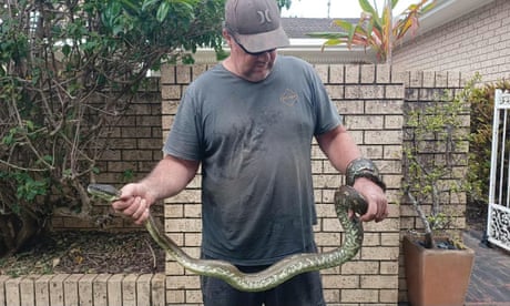 Boy rescued from Byron Bay pool with 3-metre python wrapped around legs