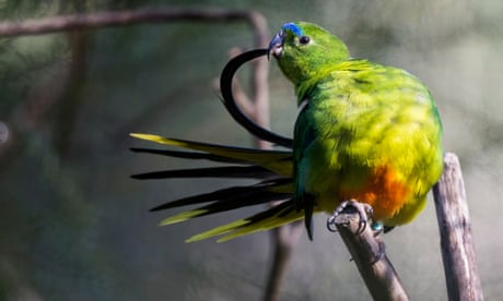 Breeding birds in captivity may alter their wing shapes and reduce post-release survival chances