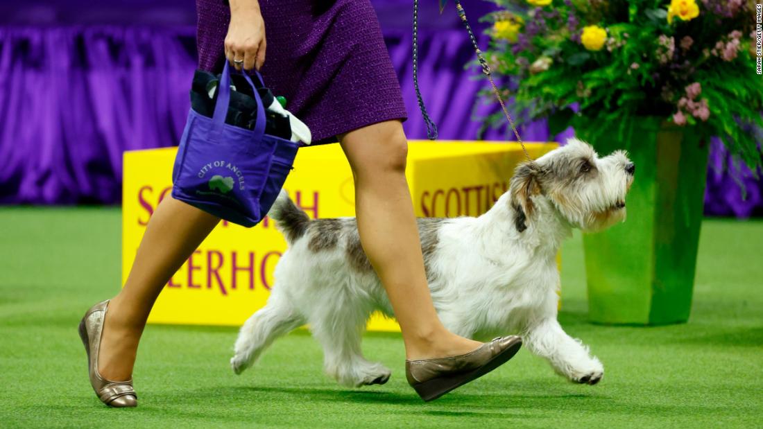 Buddy Holly, the petit basset griffon VendÃ©en, wins best in show at Westminster Dog Show