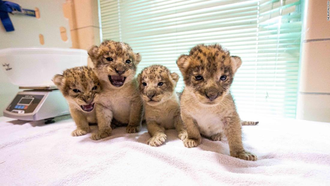 Buffalo Zoo in New York welcomes four newborn lion cubs