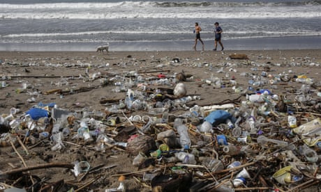 Bugs across globe are evolving to eat plastic, study finds