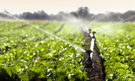 Bumper Australian crops unlikely to provide relief at the cash register