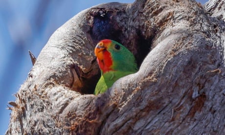 Bureaucrats pushed for Swift parrot recovery plan to be changed to play down threat