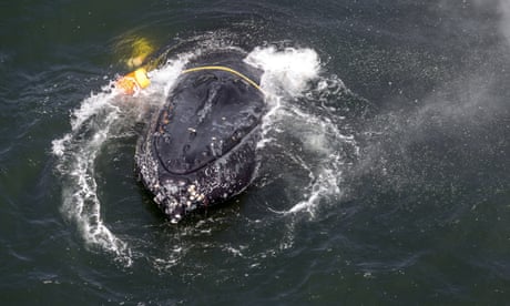 California?s crabbing season delayed again to protect humpback whales