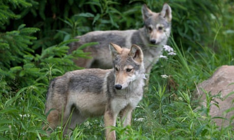 Canada zoo finds escaped wolf pups in moment of joy tinged with tragedy