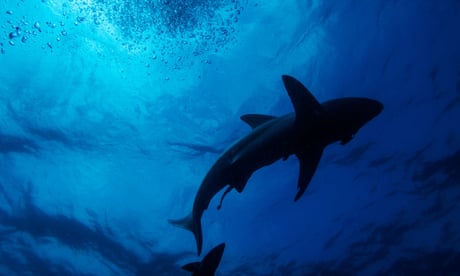 Conservationists hail US plan to ban shark fin trade