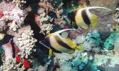 Coral-eating fish faeces may act as ‘probiotics’ for reefs, says study